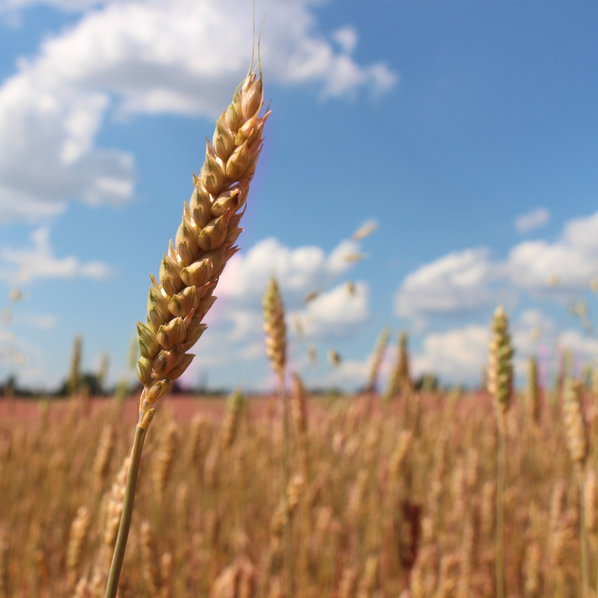 gelbmehlweizen_aehre