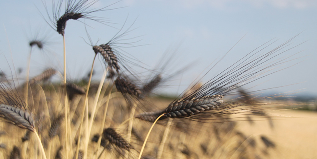 Getreide & Urgetreide