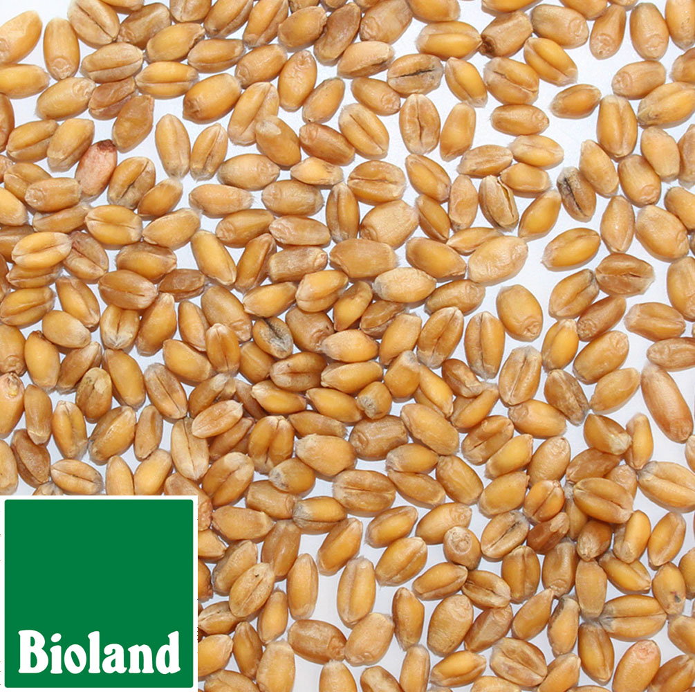 Bioland Gelbmehlweizen
