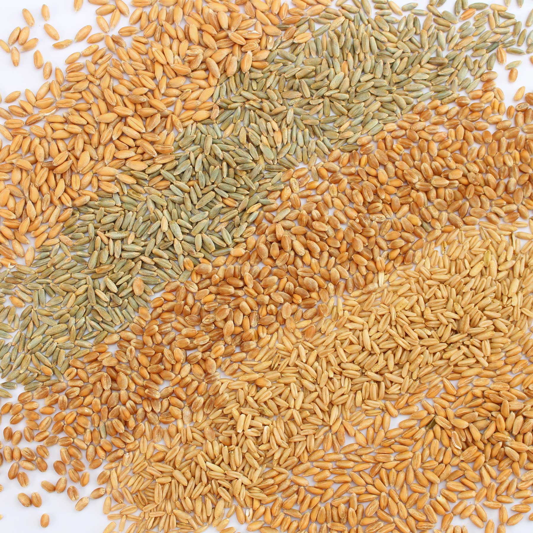 Rezepte nach Getreidesorte