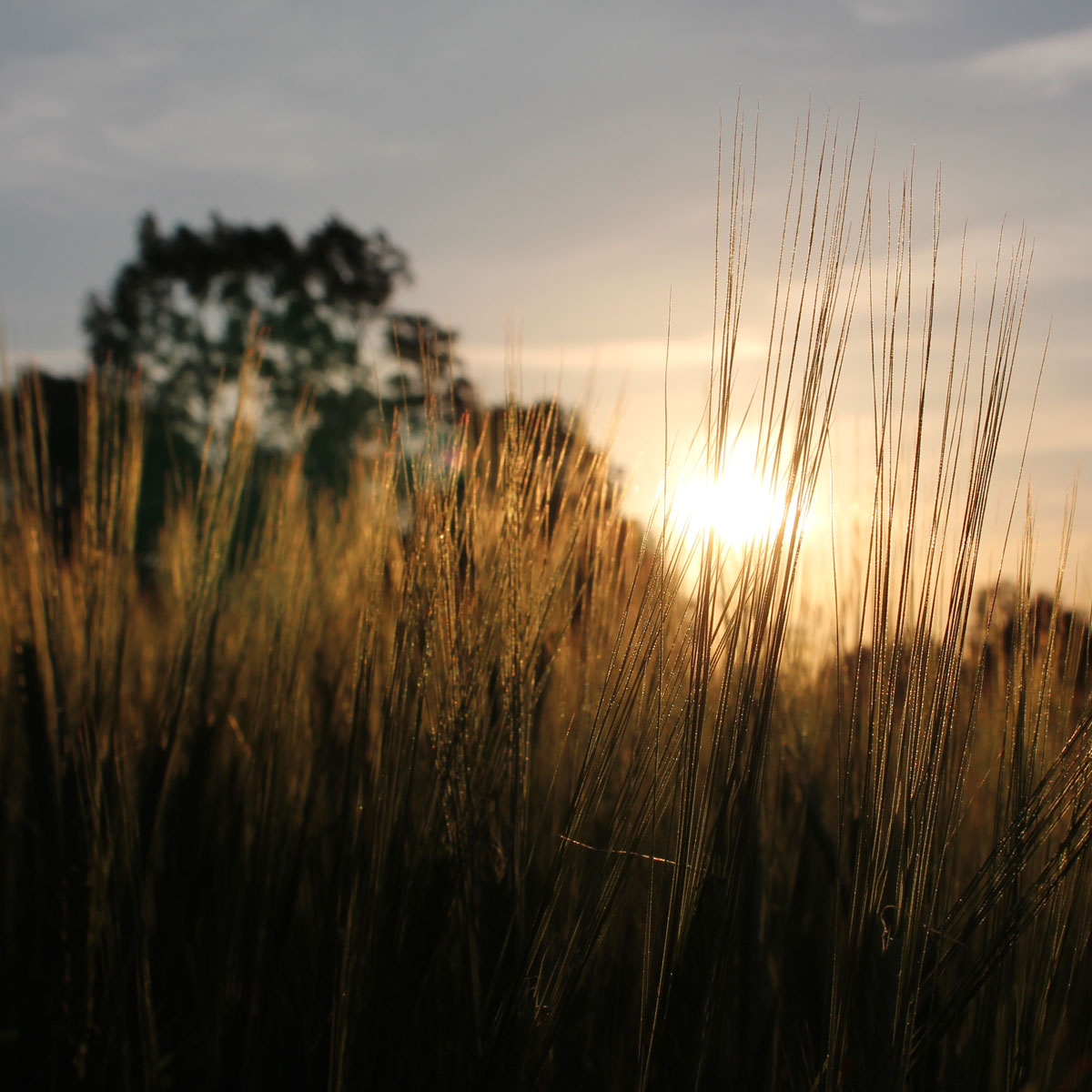 gerstenfeld_biolandhof-knau