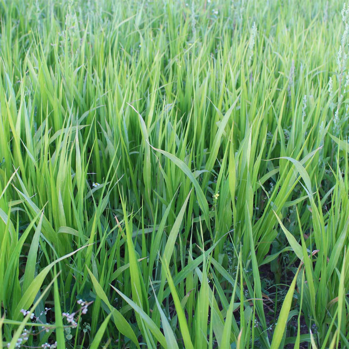 goldhirse_feld