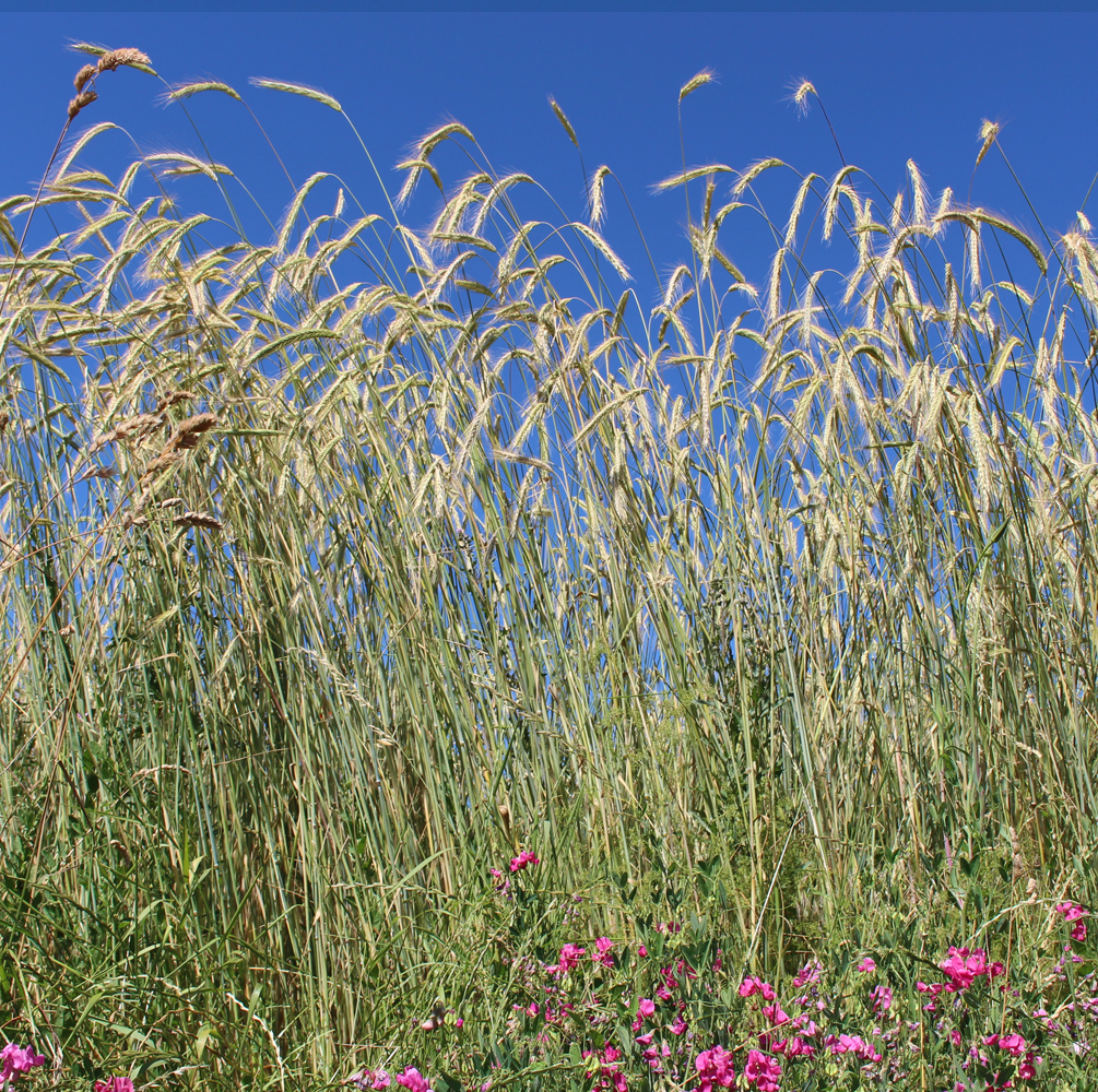 waldstaudenroggen_knauf2