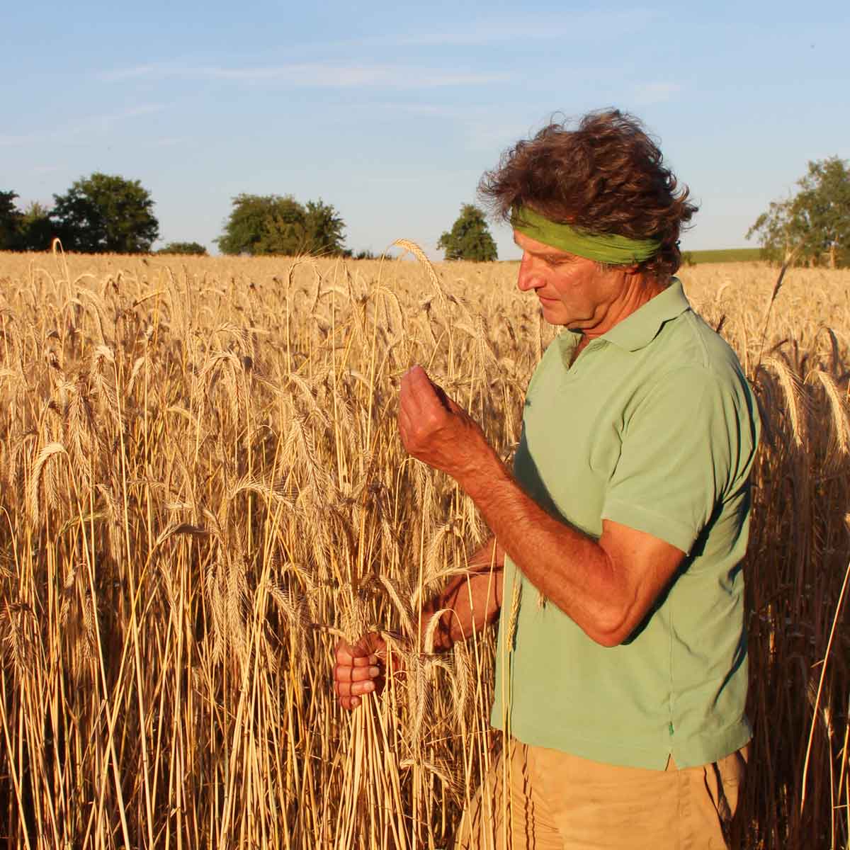lichtkornroggen_feld