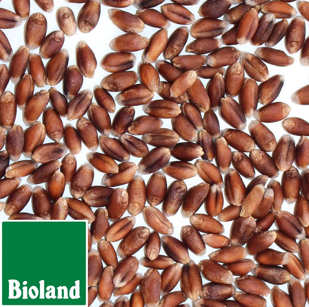 Bioland Rotkornweizen