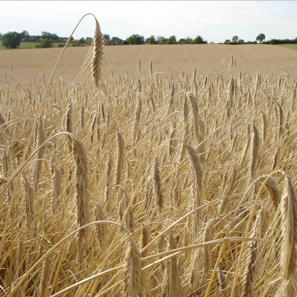 roggenfeld1