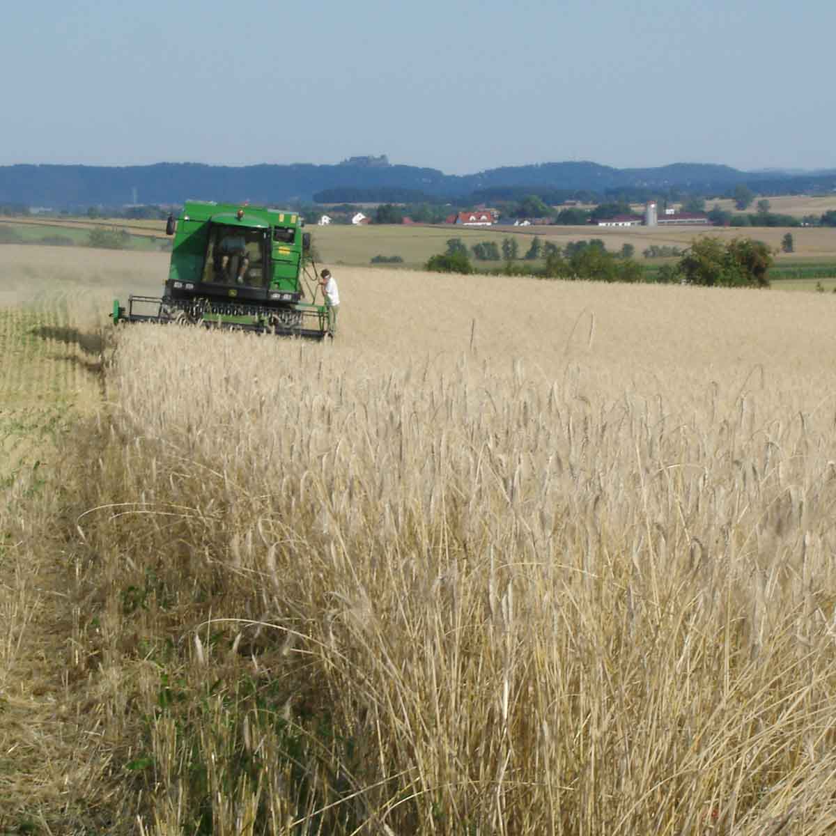 roggendrusch