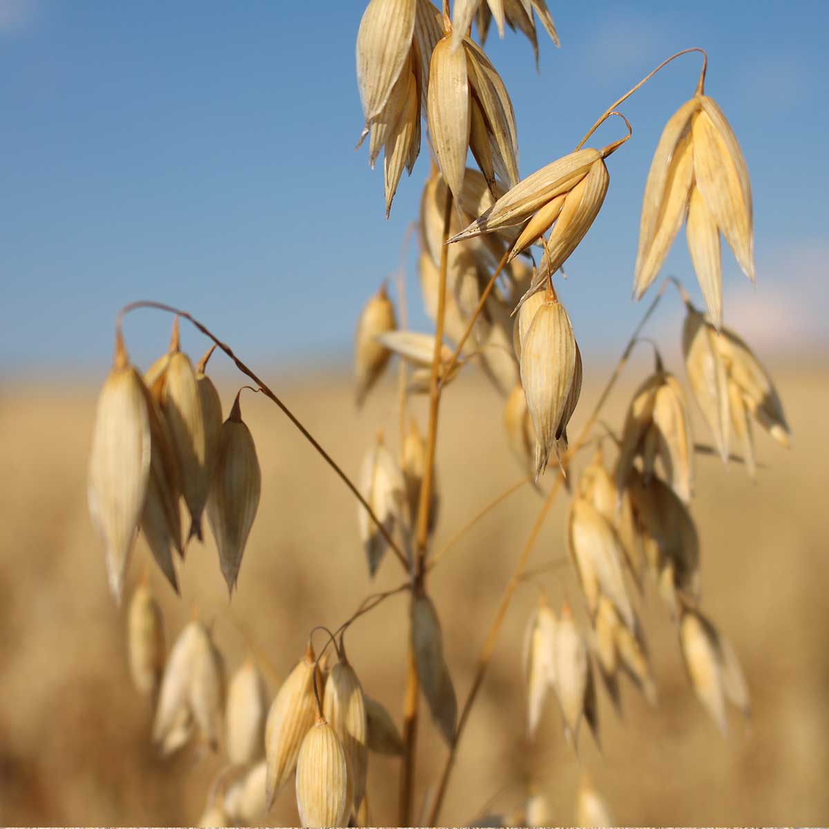 haferaehre_biolandhof-knauf