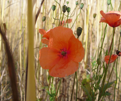 klatschmohn