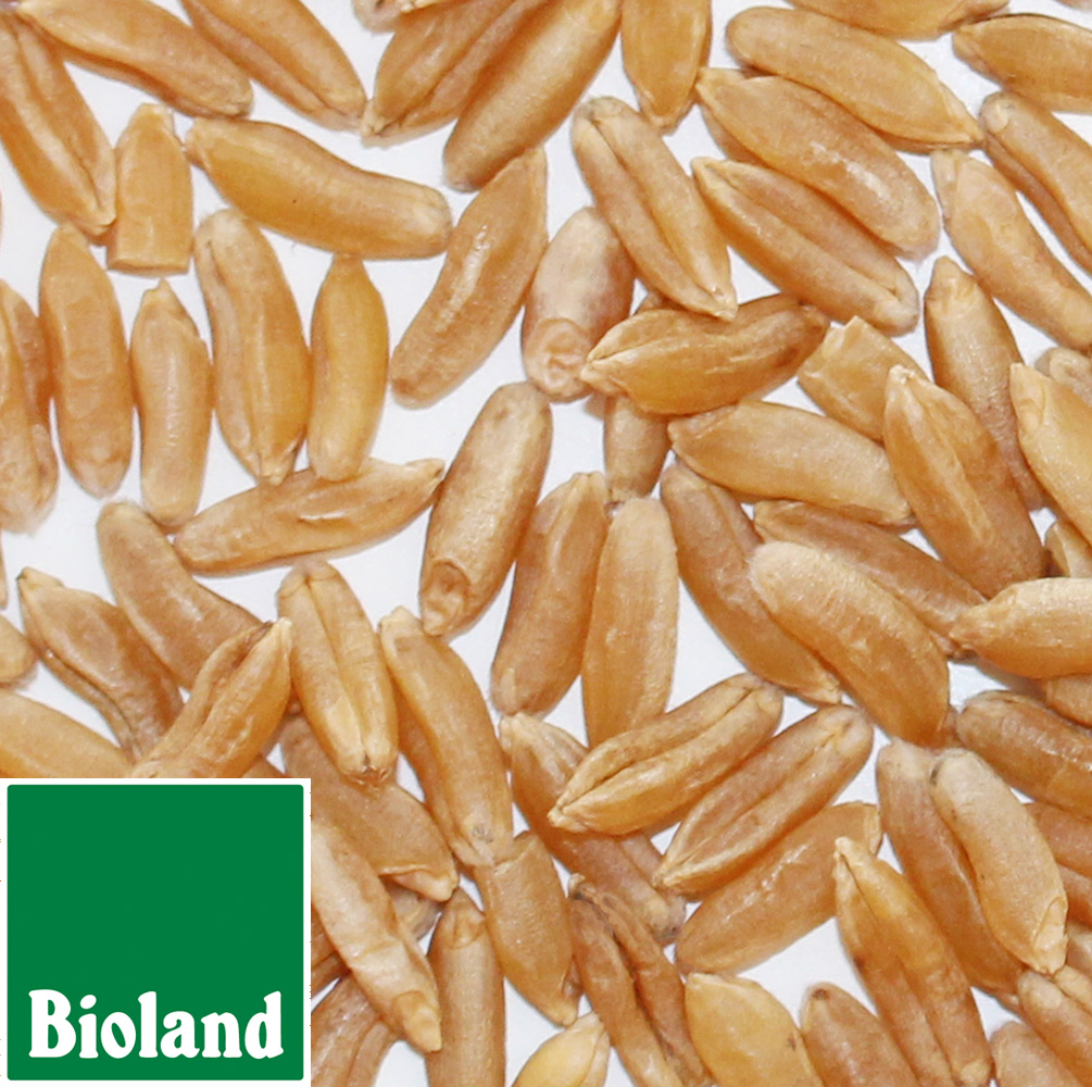 Bioland Khorasan-Weizen