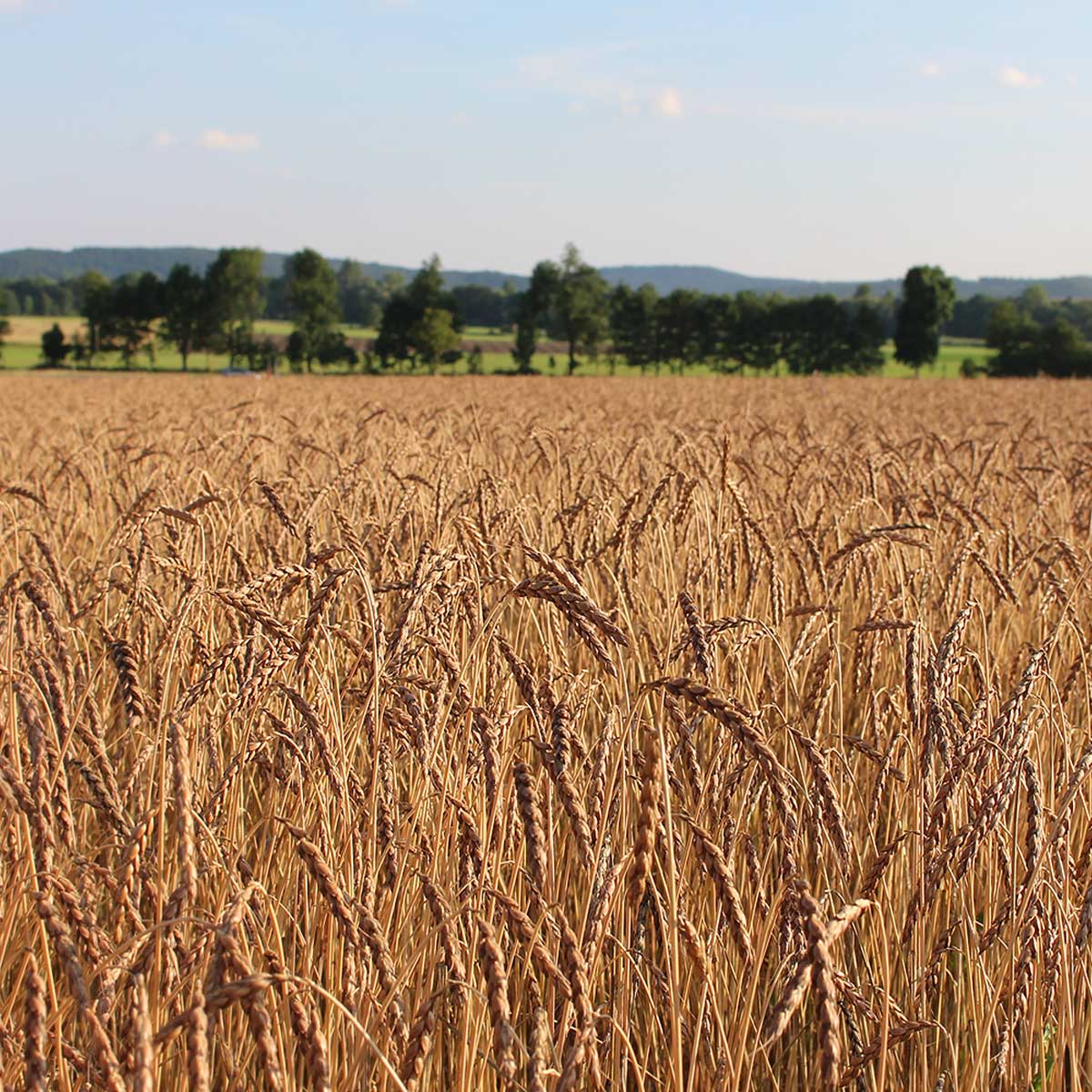dinkelfeld