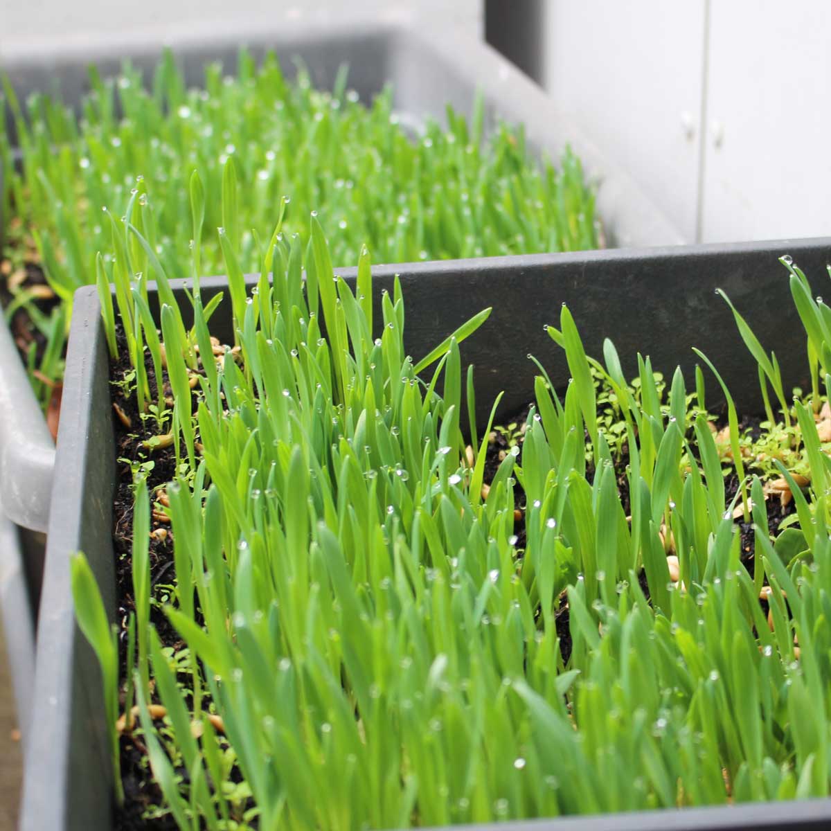 spelzhafer_hafergras1