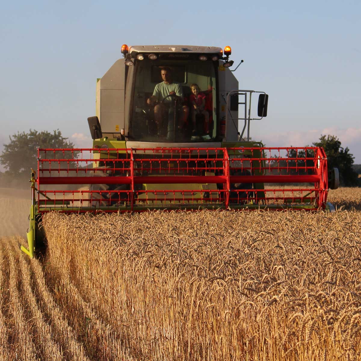 weizendrusch-hannes-knauf