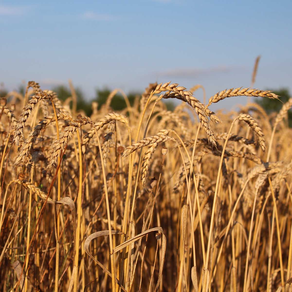 weizenfeld_biolandhof-knauf