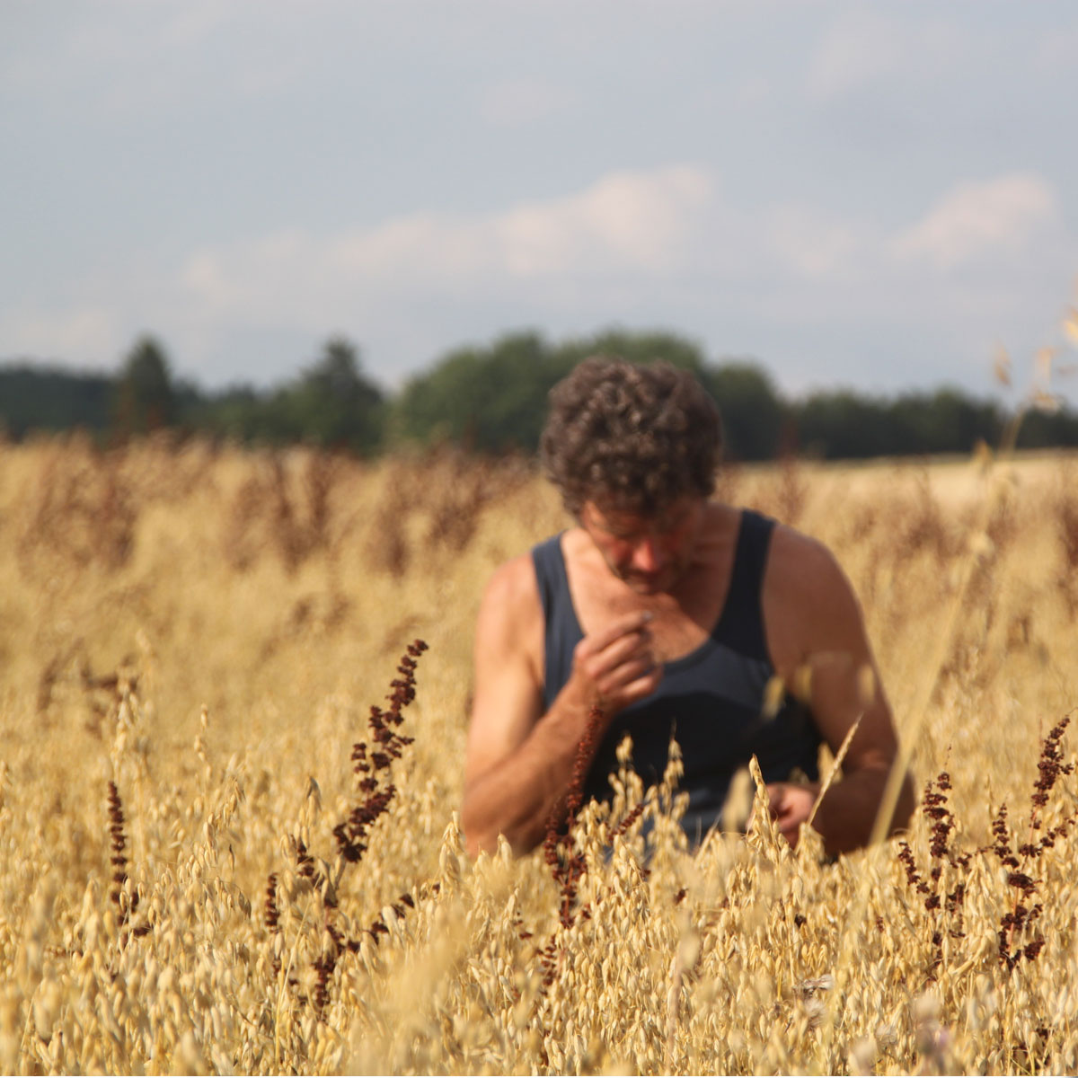 haferfeld-armin-knauf