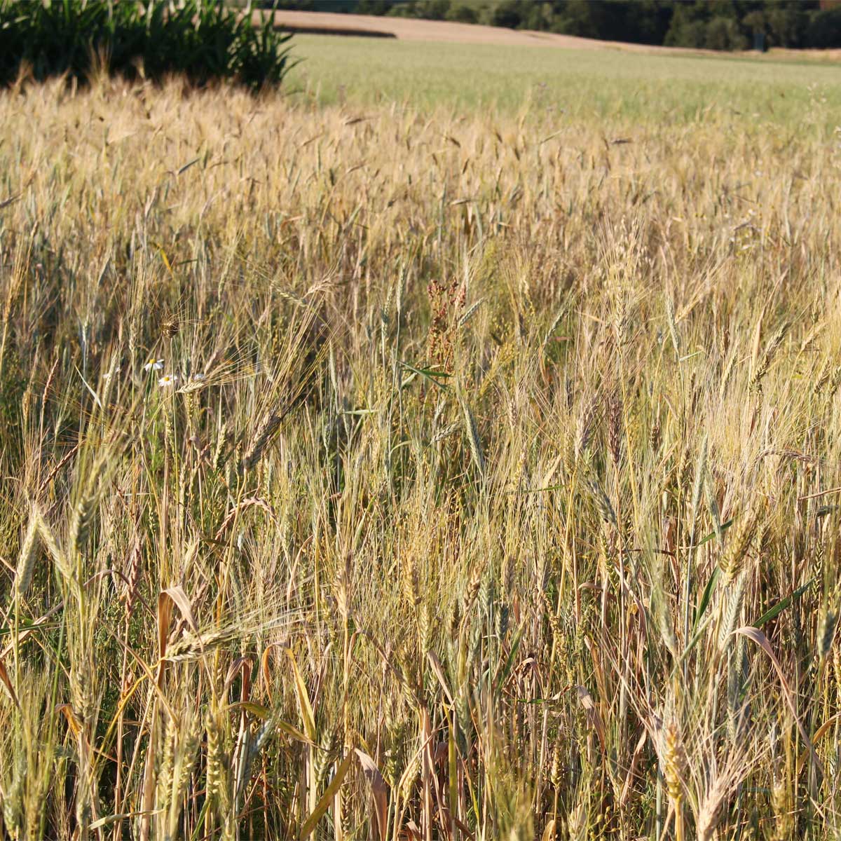 khorasan_feld