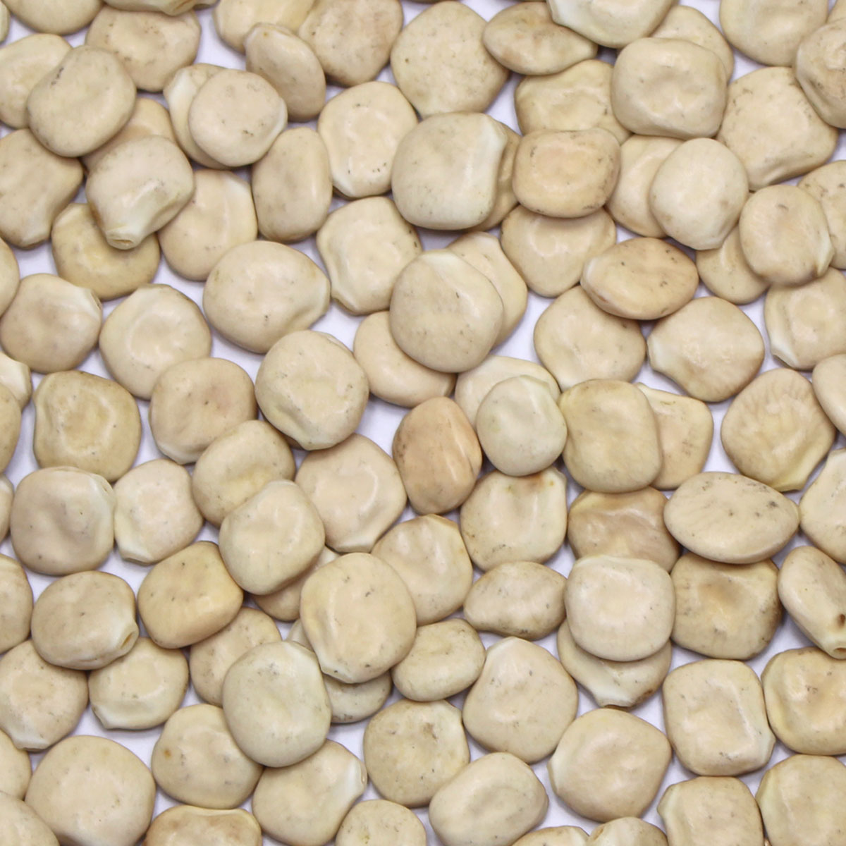 lupinensamen Bioland Süßlupinen