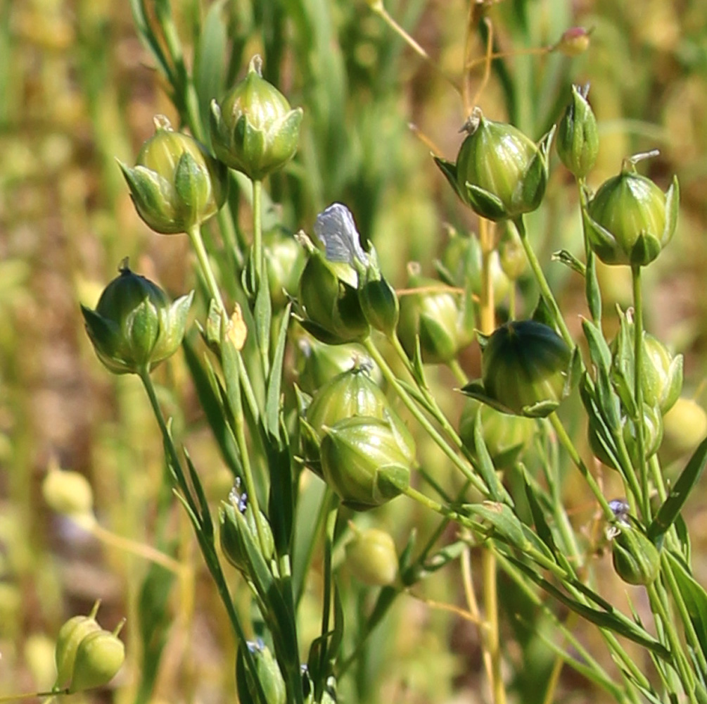leinsamen_feld_knauf3