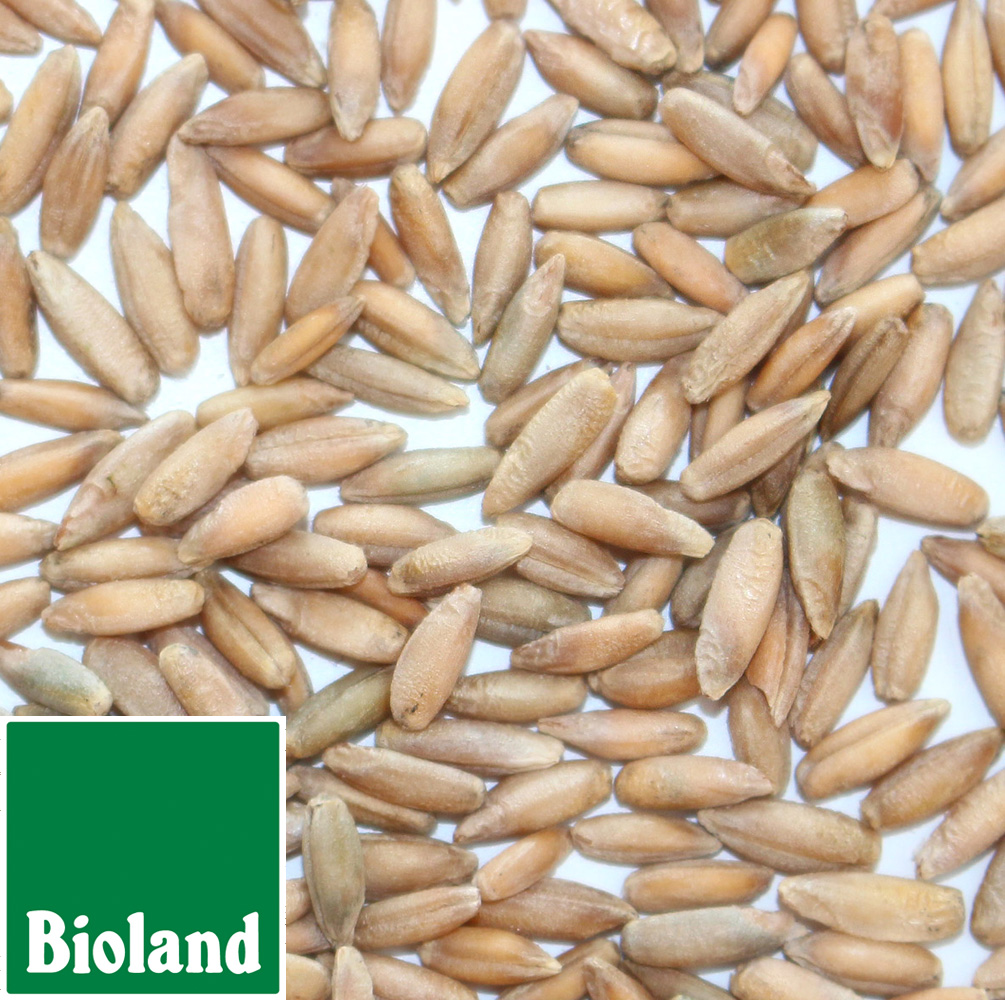 Bioland Lichtkornroggen