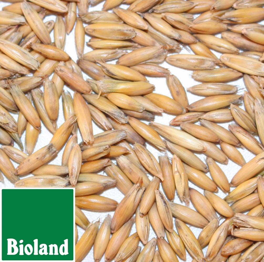 Bioland Hafer im Spelz 