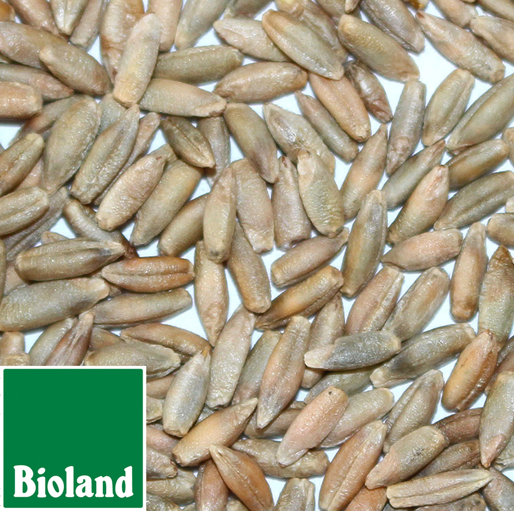 Bioland Champagnerroggen