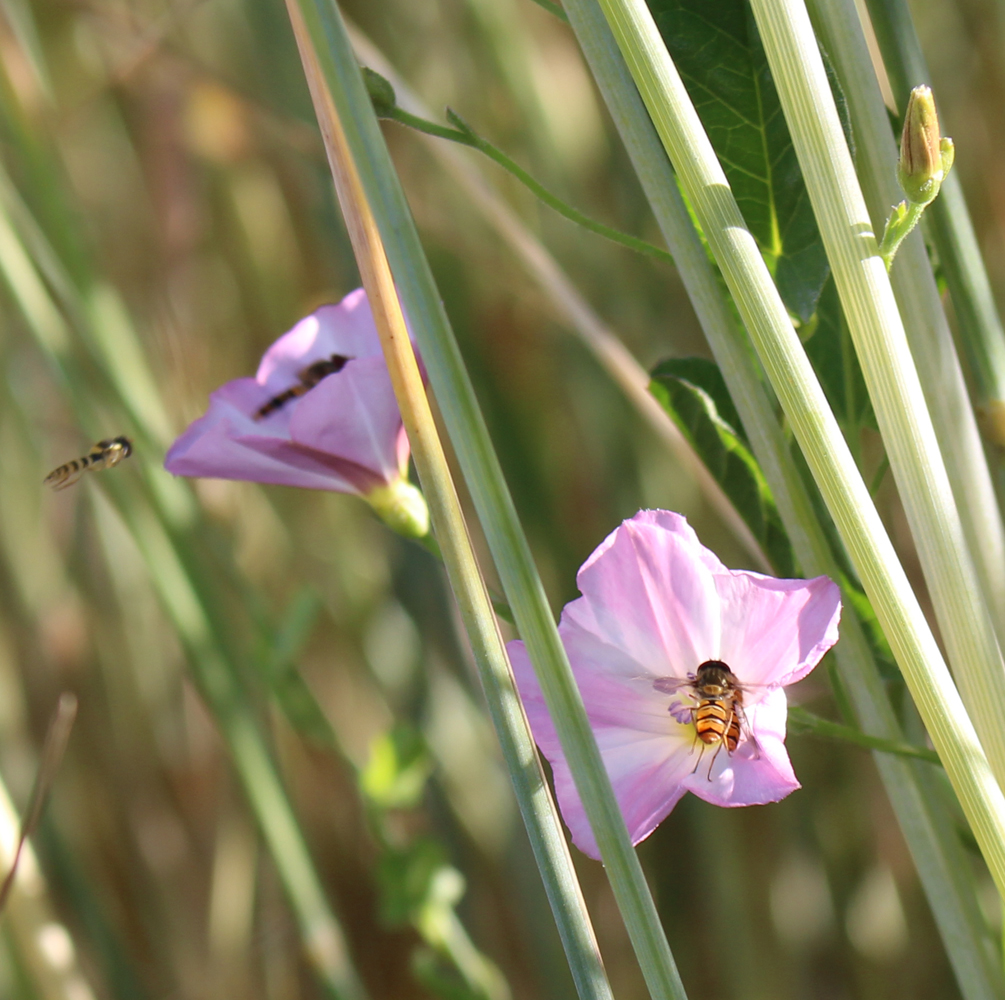 waldstaudenroggen_knauf4