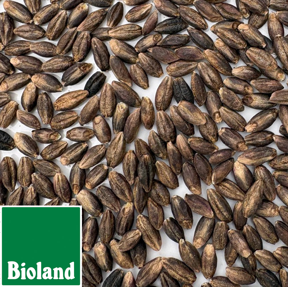 Bioland schwarze Nacktgerste
