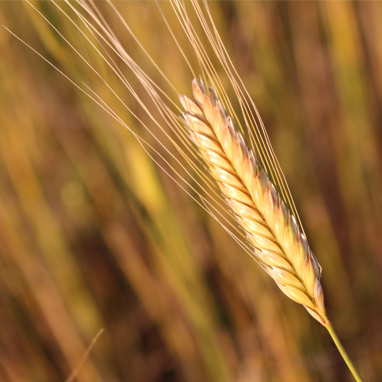 einkorn_aehre57bc514fd1a9f