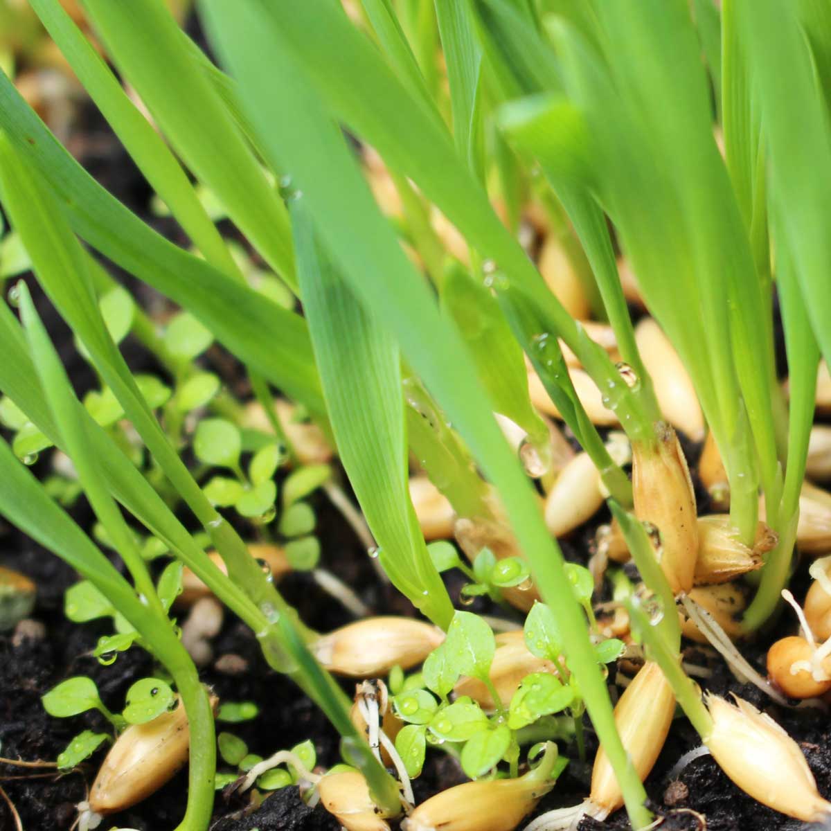 spelzhafer_hafergras2