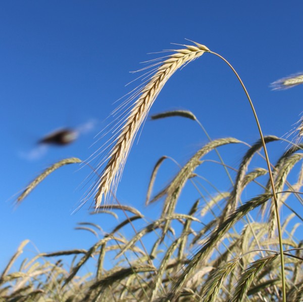 Rezepte mit Waldstaudenroggen