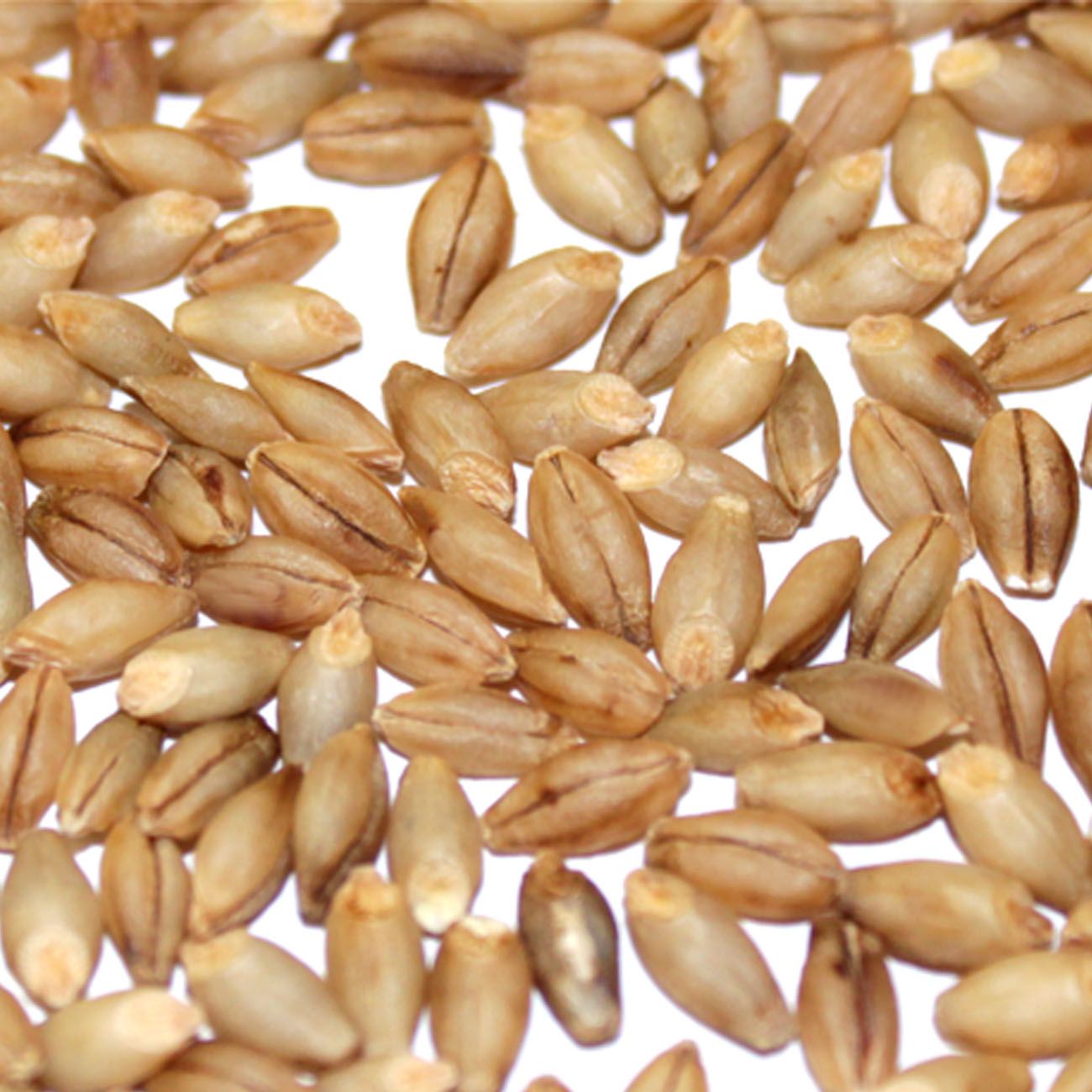 BIO Nacktgerste versandkostenfrei direkt vom Biolandhof Knauf